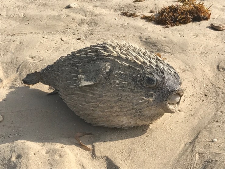 JChristen_Cuba_021017_19